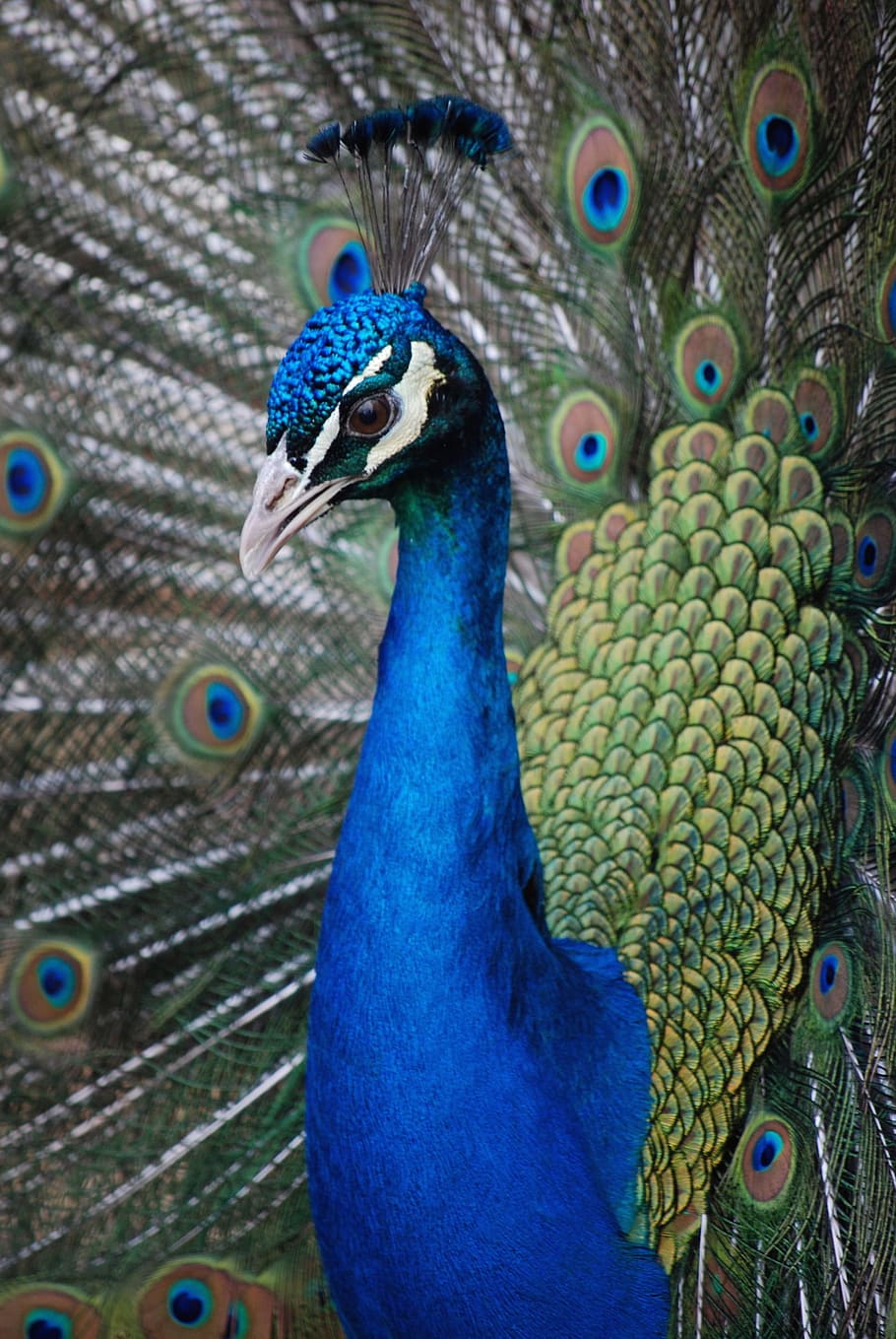 closeup, blue, green, peacock, peahen, bird, feathers, plumage, female, peafowl