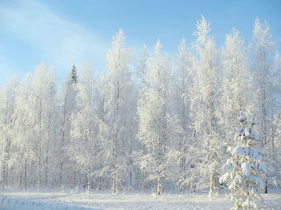 雪に覆われた木, 冬, 森, 雪, 冬の道, 松, 木, 自然, 風景, 霜