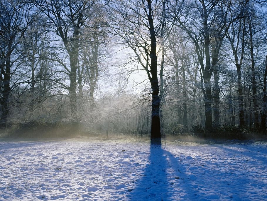 vista de raios crepusculares, floresta, raios crepusculares, vista, neve, árvore, inverno, natal, como gelo, temperatura fria