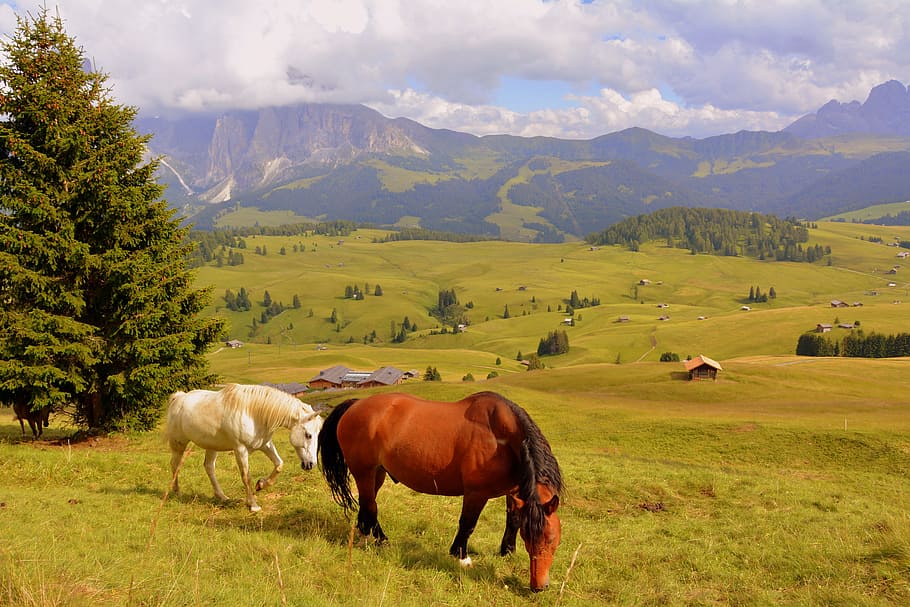 horse, tree, prato, dolomites, mountain, livestock, domestic animals, domestic, mammal, animal