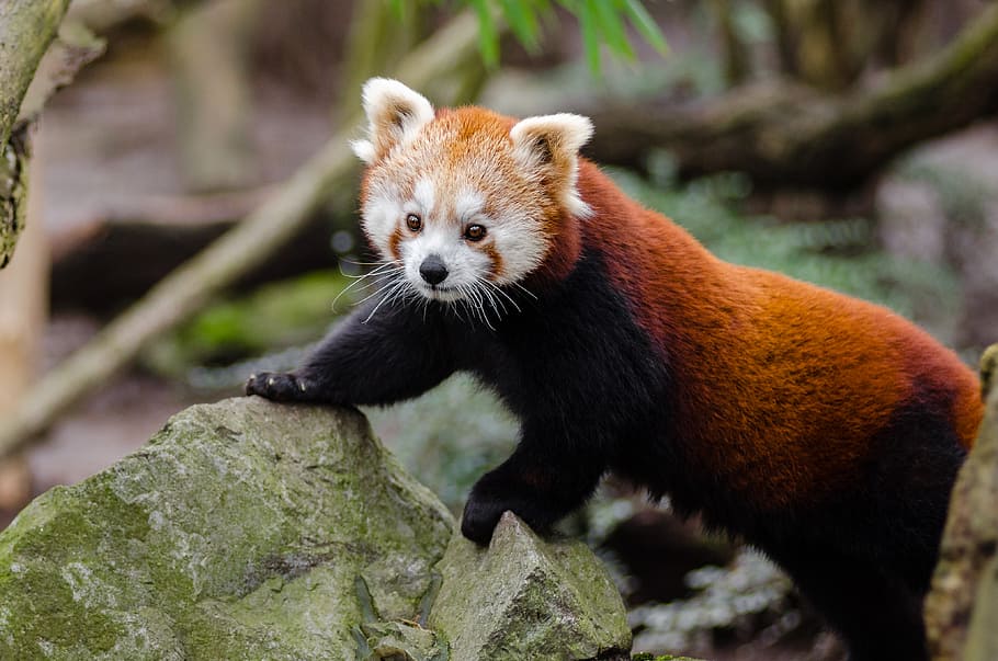 Panda Merah, panda merah oleh batu-batu besar, satwa liar, tema hewan, hewan, satu hewan, hewan di alam liar, panda - hewan, mamalia, fokus pada latar depan