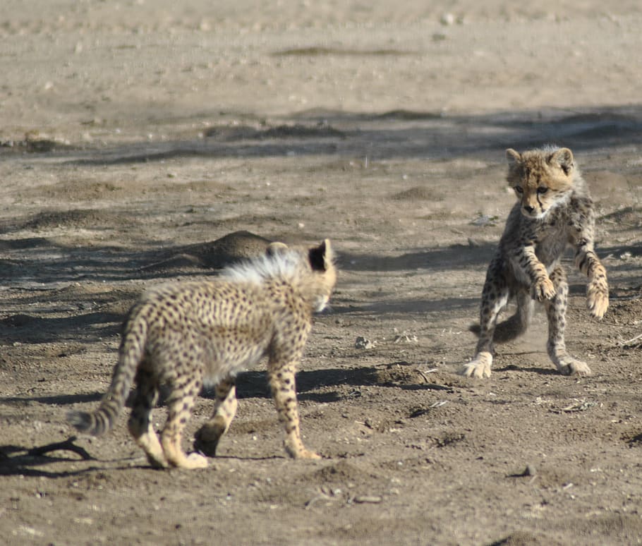 mammal, wildlife, animal, predator, carnivore, cheetah, cubs, serengeti, animal themes, group of animals