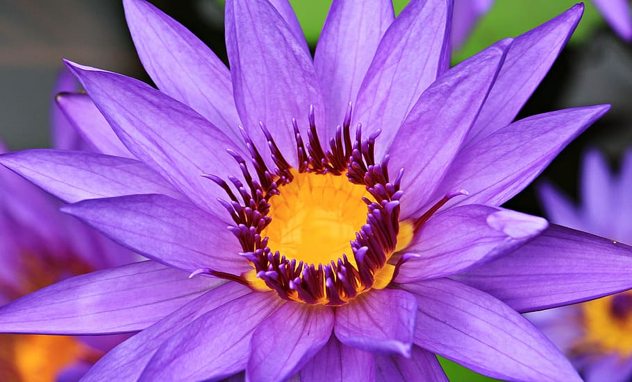 shallow, focus photography, purple, flower, water lily, nuphar lutea, aquatic plant, blossom, bloom, pond