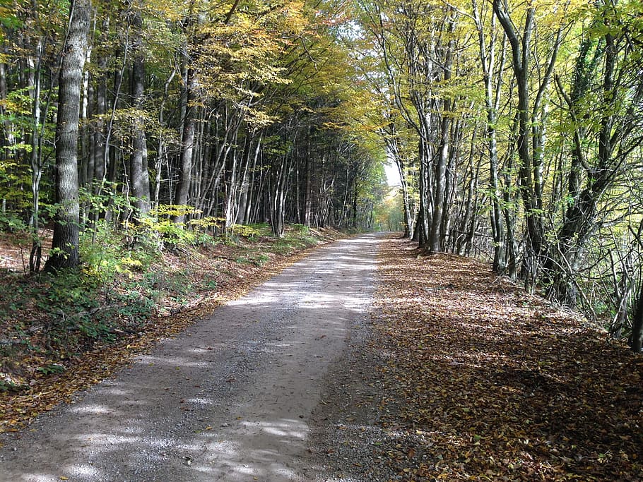 Floresta, natureza, distância, árvores, outono, árvore, trilha, estrada, ao ar livre, única Lane Road