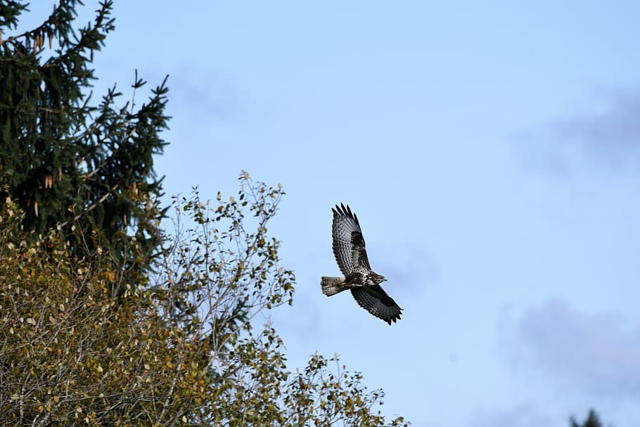 common buzzard, birds of prey, wings, flying, trees, air, clouds, bird, animal wildlife, animals in the wild