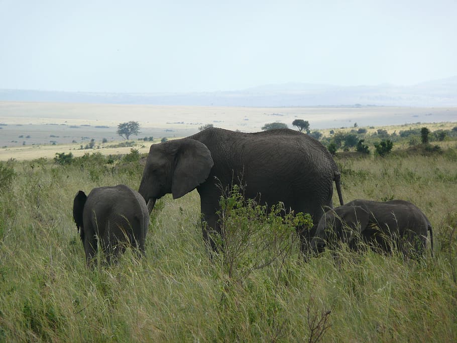 three, gray, elephants, wild, elephant, kenya, masai, mara, africa, wildlife