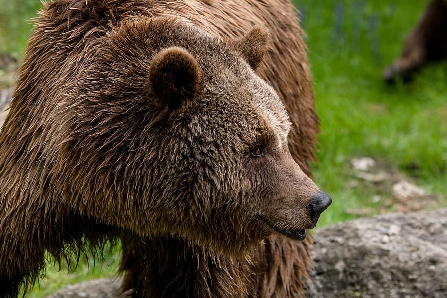 grizzly, bear, standing, grass field, animal, zoo, brown bear, close, animal themes, animal wildlife