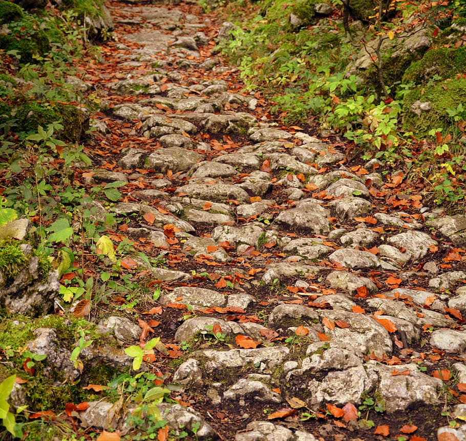 trail, stones, autumn, sassi, excursion, the european path, e5, lessinia, italy, plant part