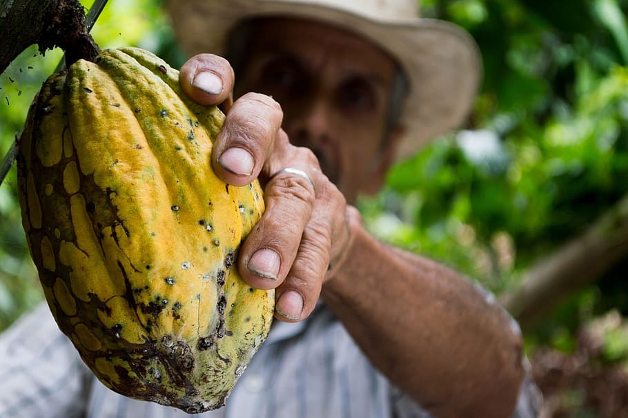 person, holding, yellow, fruit, cocoa, man, colombia, peasant, hand, food and drink