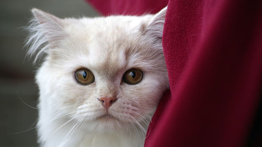 white, cat, pet, animal, red, cloth, blanket, pets, domestic, animal themes