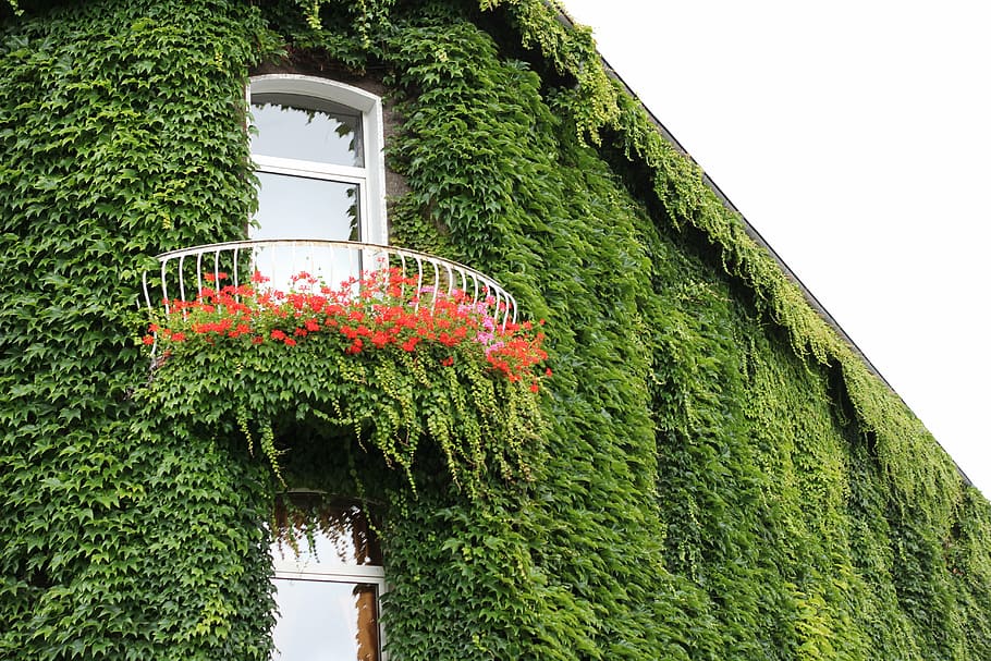 ivy, fasad, daun ivy, jendela, pendaki, hauswand, dinding, fouling, rumah, arsitektur