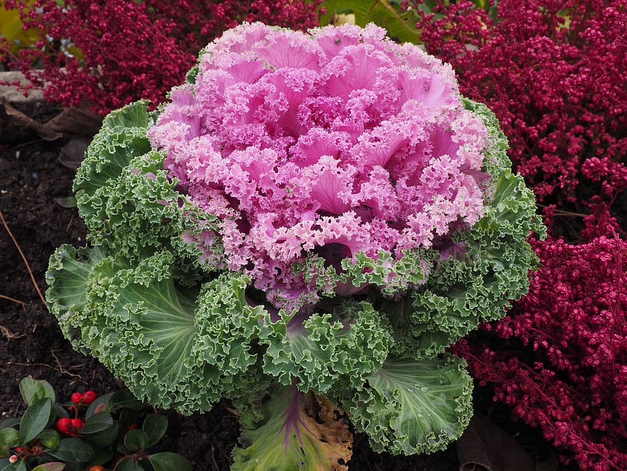 pink, green, plant, Ornamental, Cabbage, Leaves, Kraus, ornamental cabbage, fraktalähnlich, fractal
