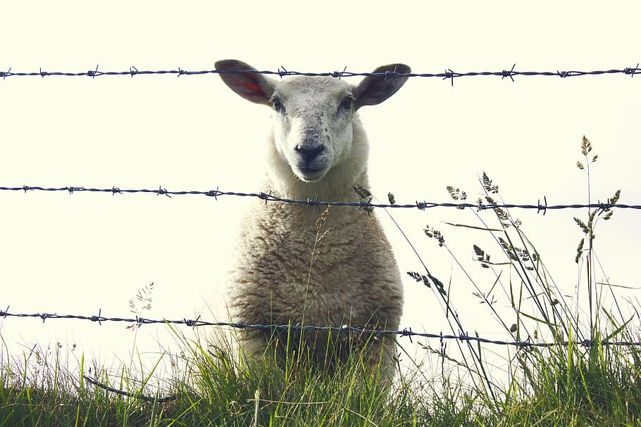 white, lamb, grass, sheep, ireland, animal, farm, nature, mammal, livestock