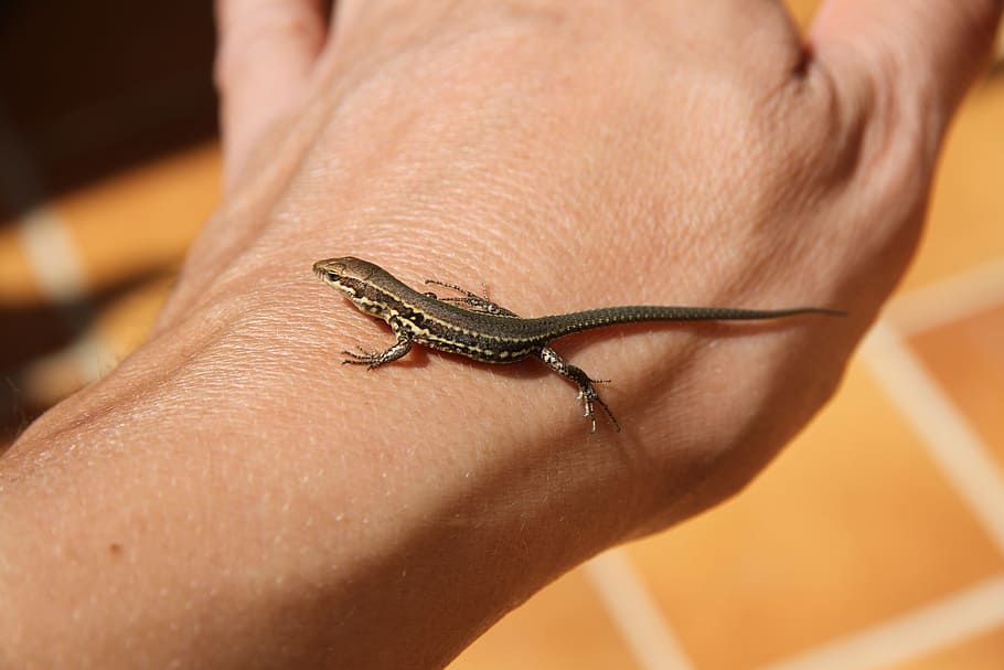 Royalty Free One Hand Lizard Photos Free Download Pxfuel