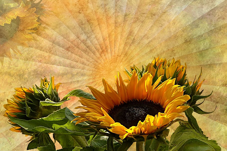 close-up photo, sunflower flowers, texture, background, flower, sun flower, helianthus annuus, yellow, sunflower, nature