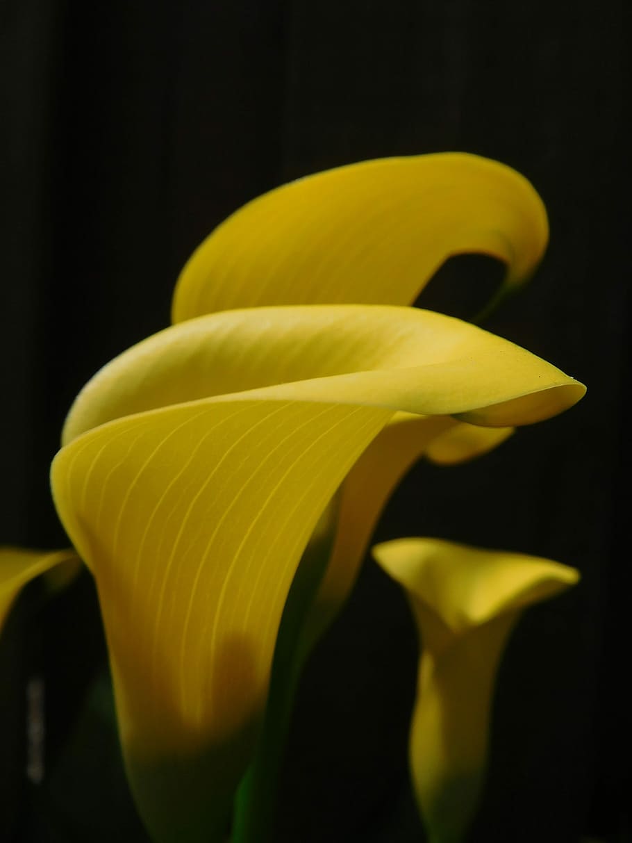 Lírio de calla, lírio, flor, amarelo, planta, fundo preto, banana, noite, close-up, floração