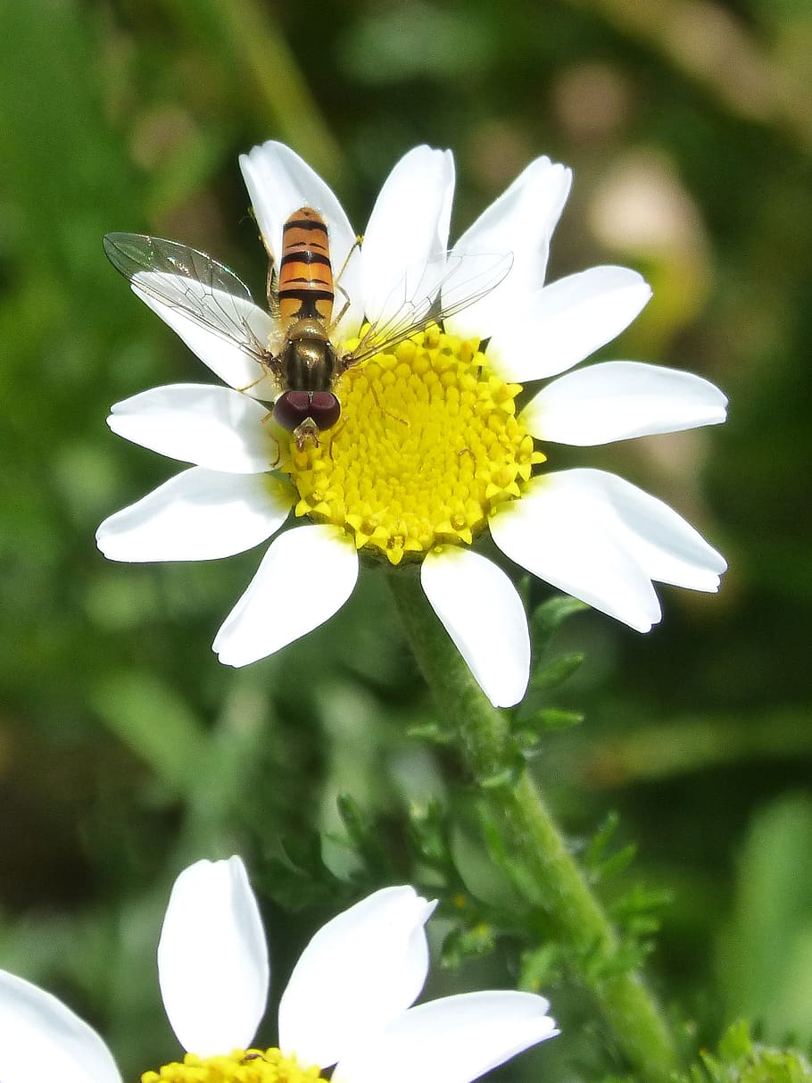 Episyrphus balteatus, hoverfly, syrphidae, insecto, avispa falsa, margarita, Flor, planta floreciente, belleza en la naturaleza, invertebrados