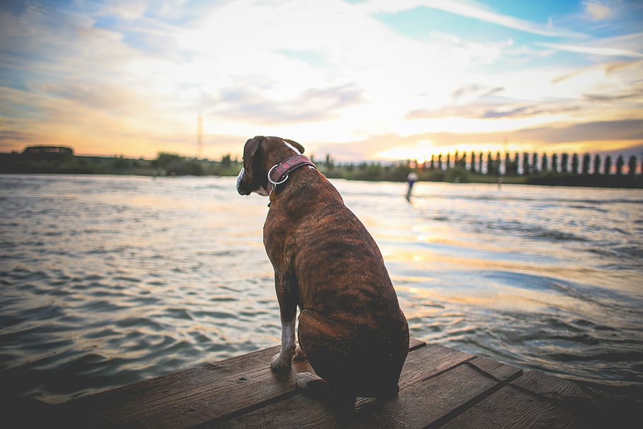 sentado y esperando, amp, Esperando, perros, puesta de sol, agua, perro, mar, al aire libre, animal