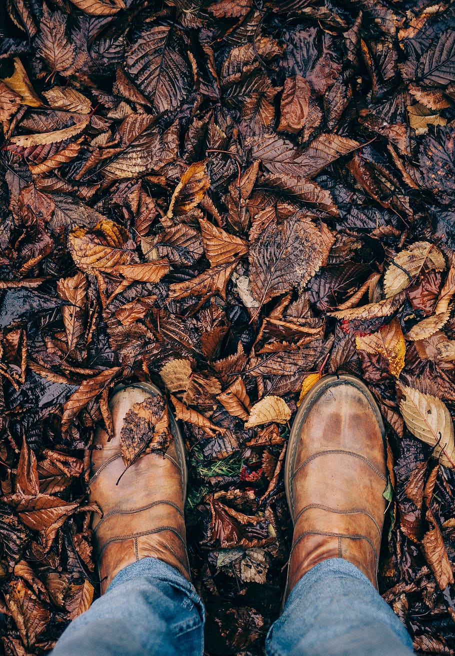 pessoa, em pé, seco, folhas, marrom, couro, sapatos, sapato, calçados, viagem