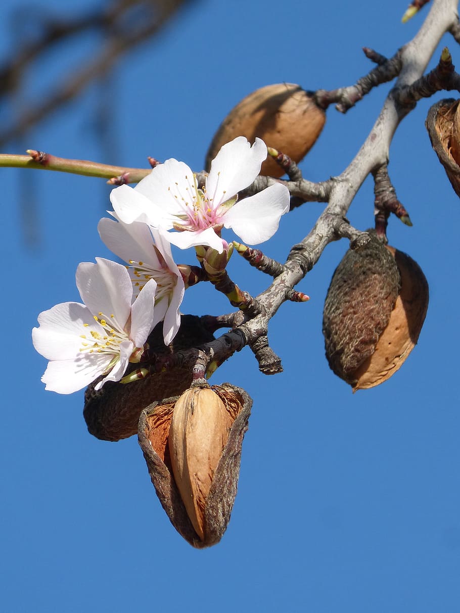 almond tree, flower, florir, almond, nature, tree, branch, plant, flowering plant, freshness