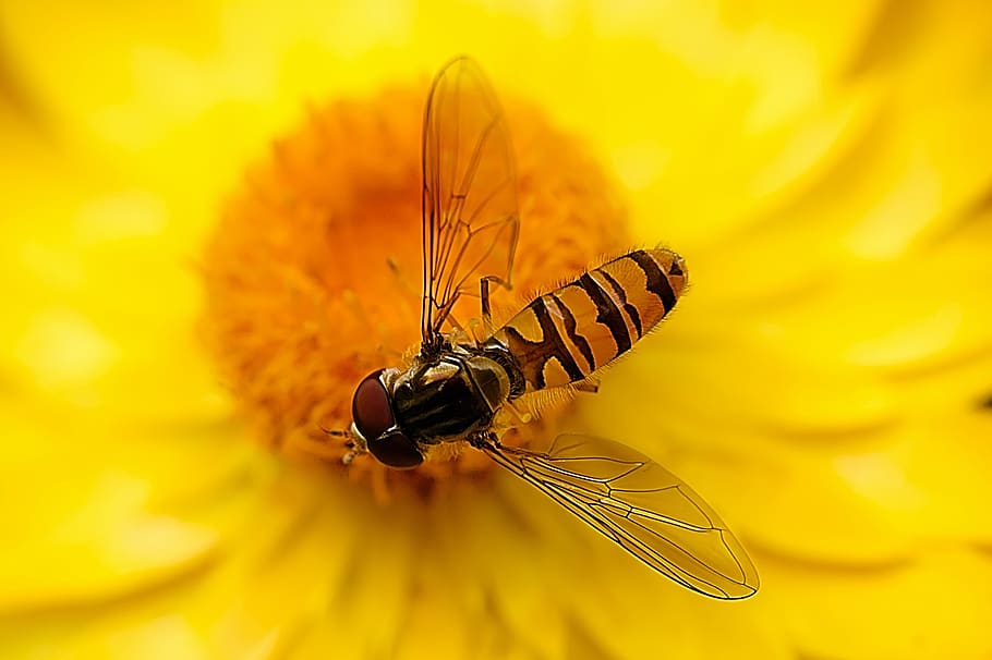 hover fly, insect, nature, close up, fly, blossom, bloom, wing, macro, animal world