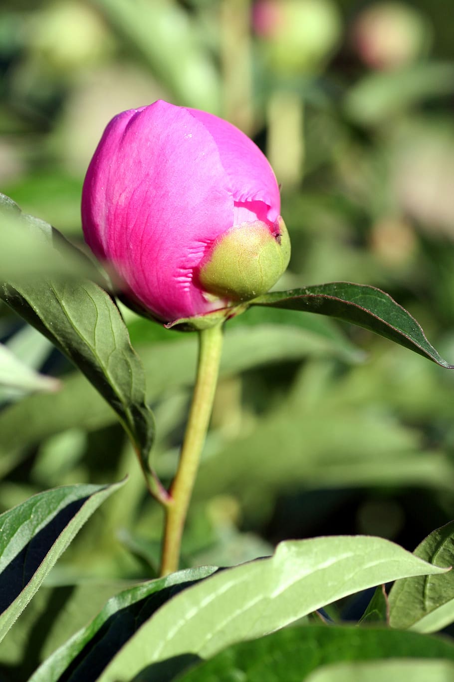 flower, peony, button, spring, petals, plant, field, flowering, growth, flowering plant