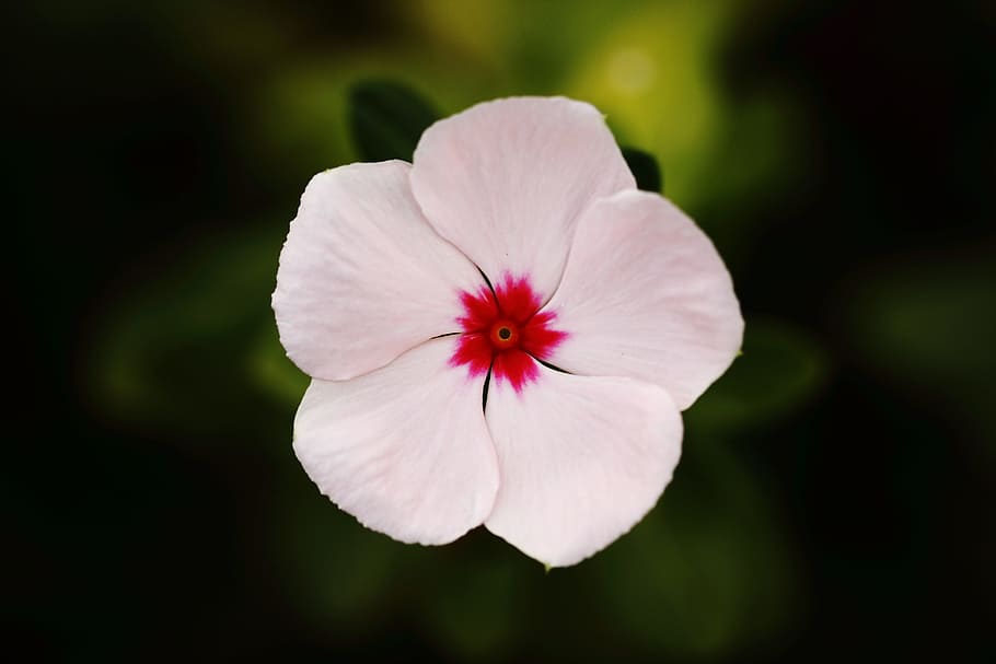 closeup, photography, white, red, periwinkle, flower, chichewa spring, beautiful, park, color