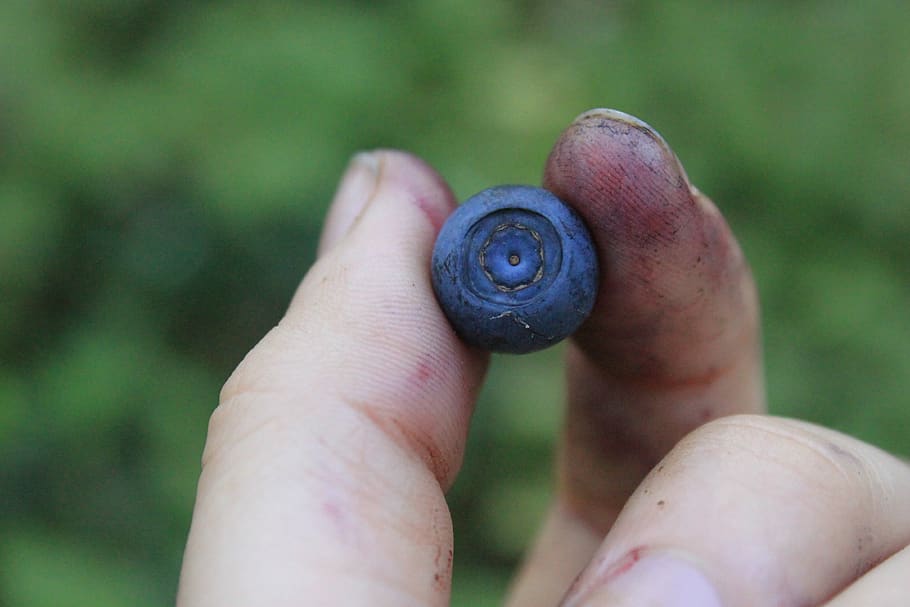 wild berry, blueberry, blueberries in the hand, berry in hand, dirty hands, food, forest, closeup, berry, one person