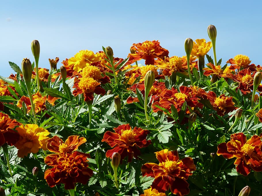 marigold, marigolds, turkish carnation, dead flower, summer flower, balcony flower, balcony plant, plant, flora, flower