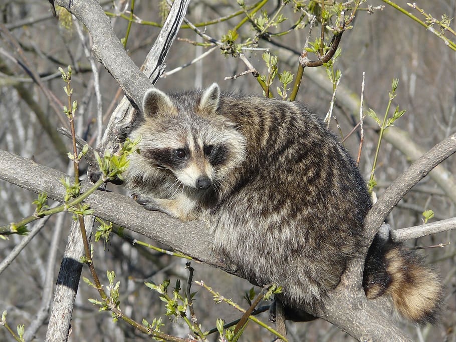 raccoon, wild life, cute, animal, canada, montreal, one animal, tree, animal wildlife, mammal