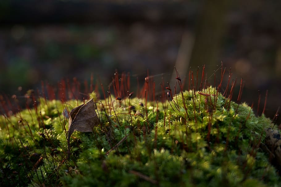 nature, plant, forest, close-up, outdoors, swamp, moss, macro, grass, green color