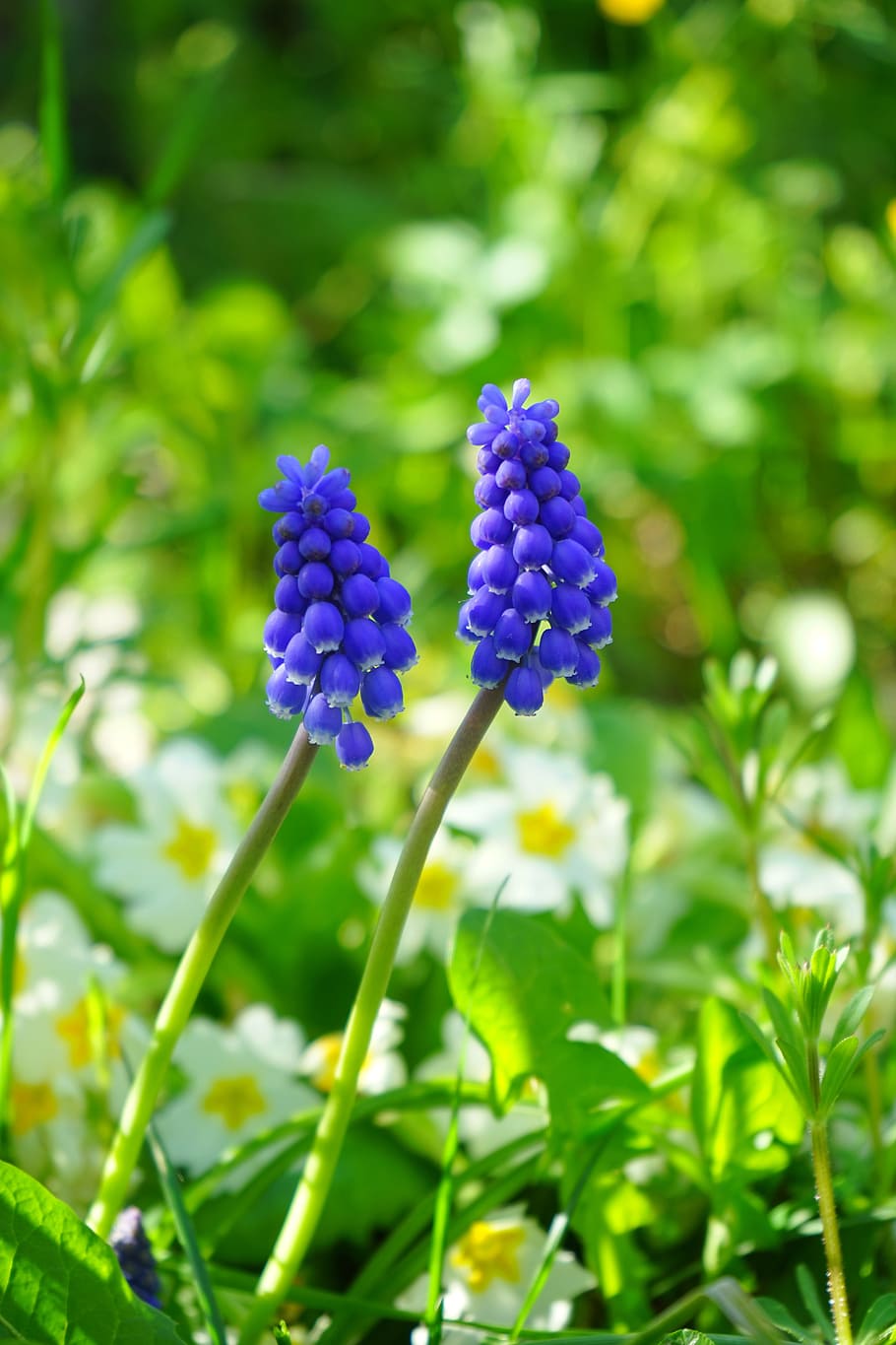muscari, blossom, bloom, flower, blue, spring, asparagus plant, asparagaceae, perl hyacinth, farmer boy
