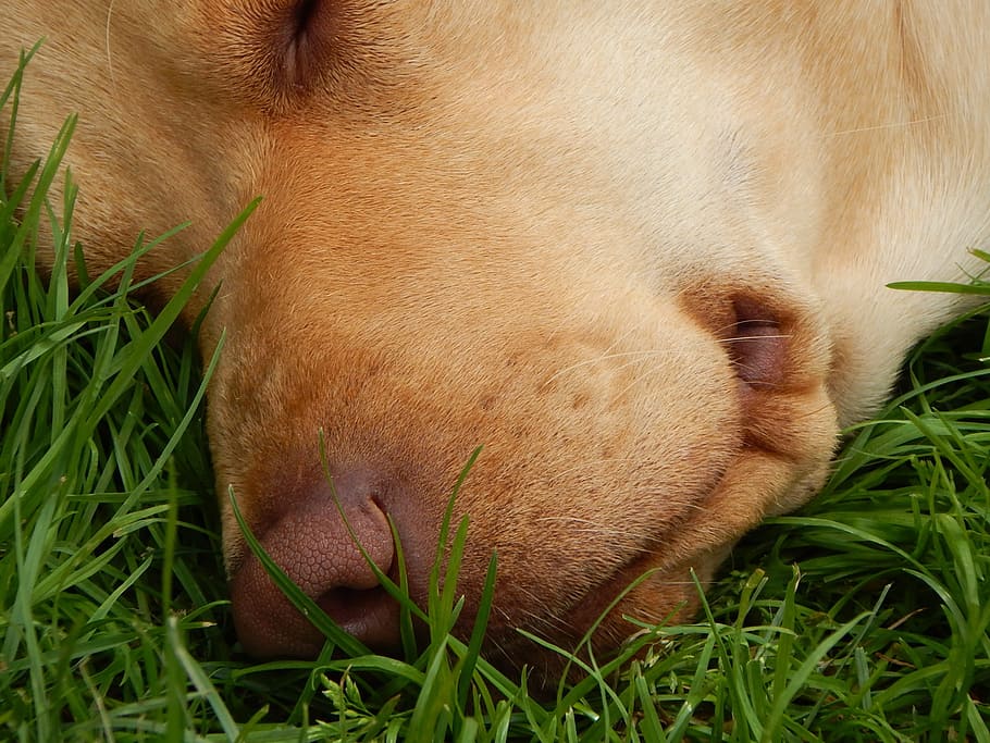 dog, face, breather, nose, sleep, grass, animal, animal themes, one animal, mammal