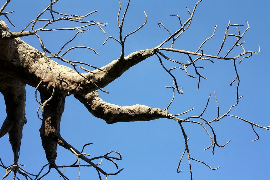 tree, hands, fingers, baobab, bottle tree, monkey bread, tree upside, bare tree, branch, sky