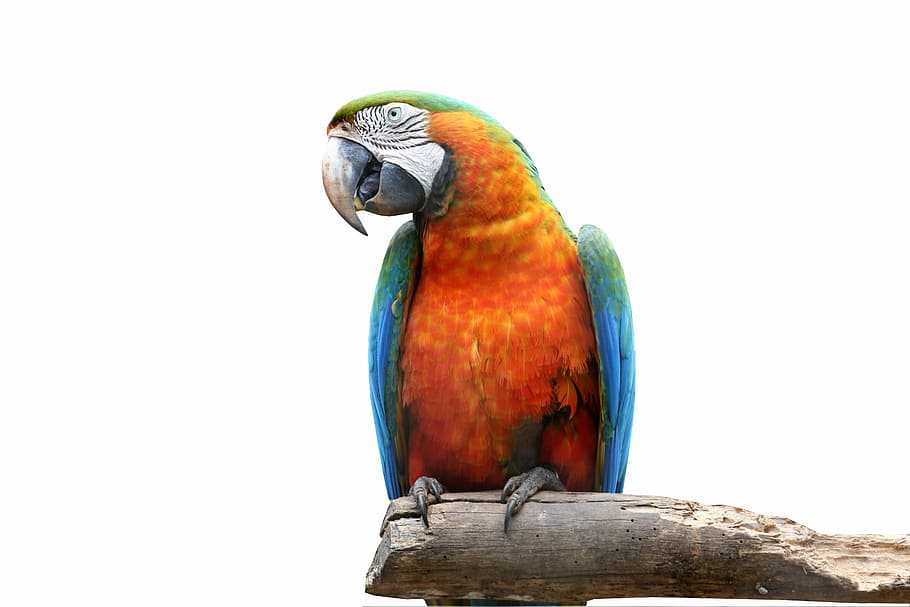 naranja, azul, loro, arara sobre fondo blanco, pájaro, colorido, arara canindé, mirando, en la rama, guacamayo