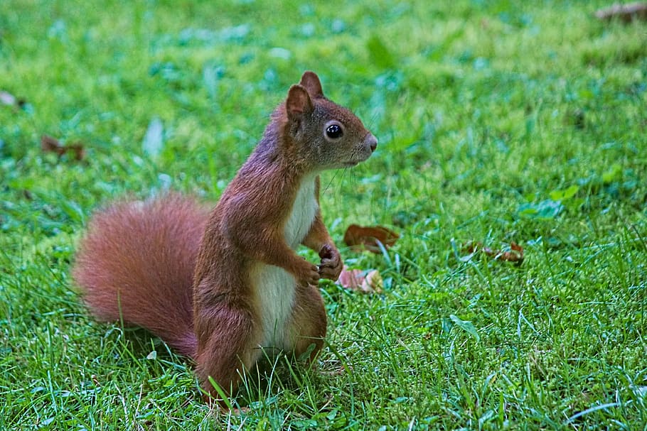 the squirrel, standing, rodent, mammal, animal, hairy, agile, curious, tail, panáčkování