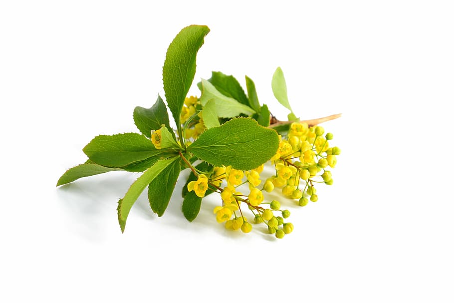 yellow flower plant, barberry, yellow flowers, branch, green leaves, nature, flora, white background, leaf, plant part