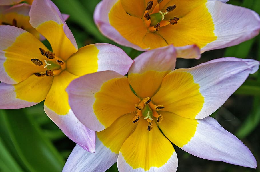 tulips, yellow tumor, bicolor tulip, spring, blossom, bloom, flower, garden, nature, decor