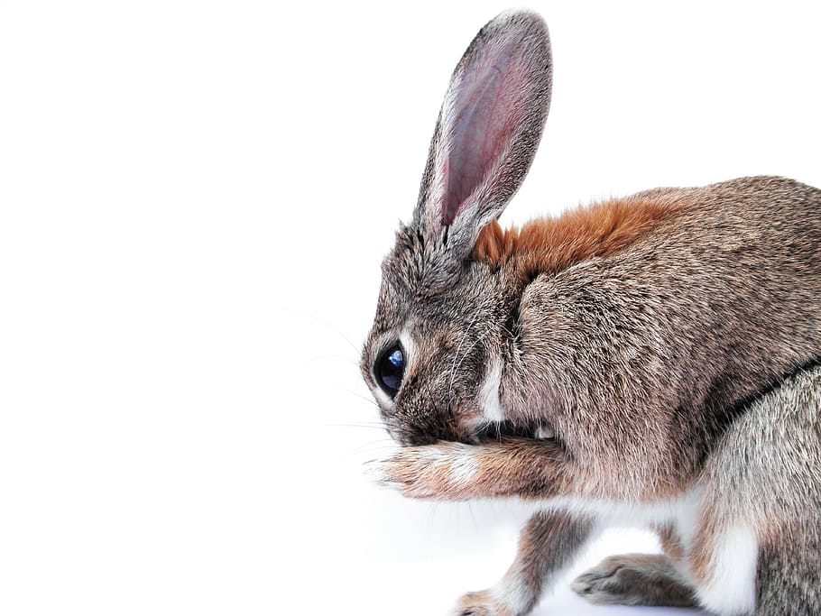 brown animal, rabbit, cute, paw, animal, bunny, ears, fur, portrait, grooming