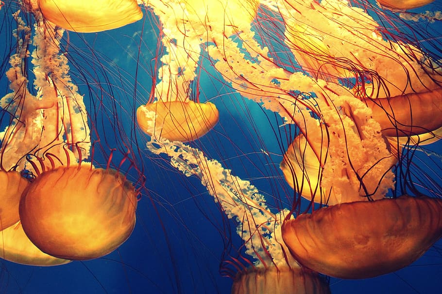 amarillo, azul, pintura de medusas, animales, océano profundo, mar profundo, medusas, vida marina, naturaleza, océano