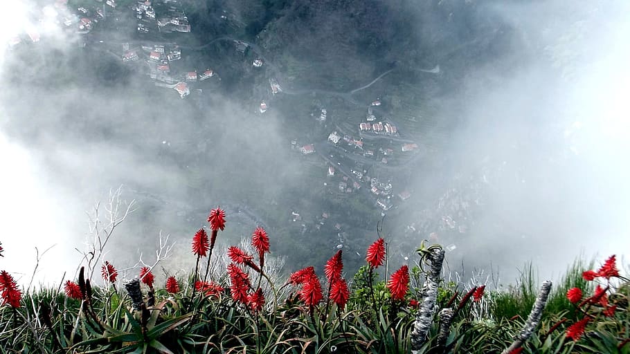 Monjas, Valle, Madeira, Niebla, Valle de las monjas, aloevera, planta, rojo, flores, naturaleza