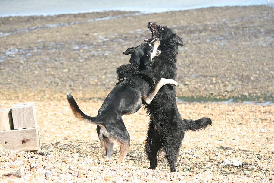 cães, jogar, praia, cachorro, animais de estimação, animal, ao ar livre, canino, natureza, diversão