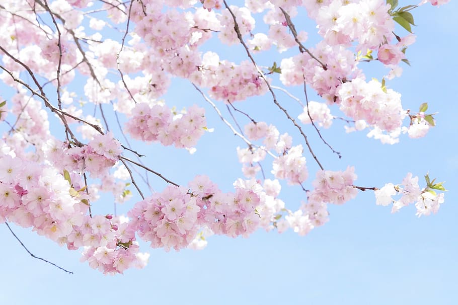 fotografía de ángulo bajo, rosa, cerezo, flores, árbol, árbol de flores, florecer, primavera, flor de cerezo, flor