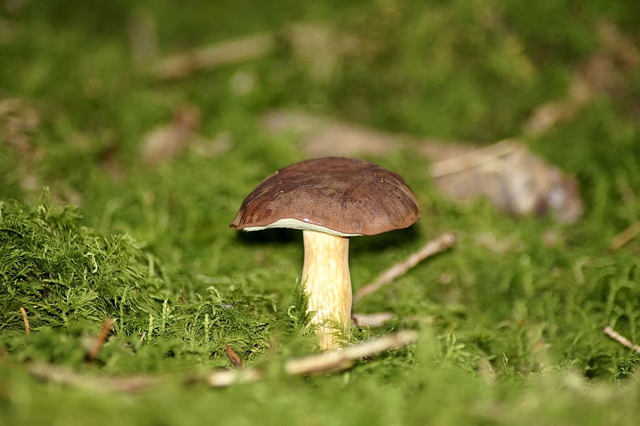 gathering, mushroom, rac, boletus badius, blue mushroom, brown cap, dick placidus relative, brown, moss, green