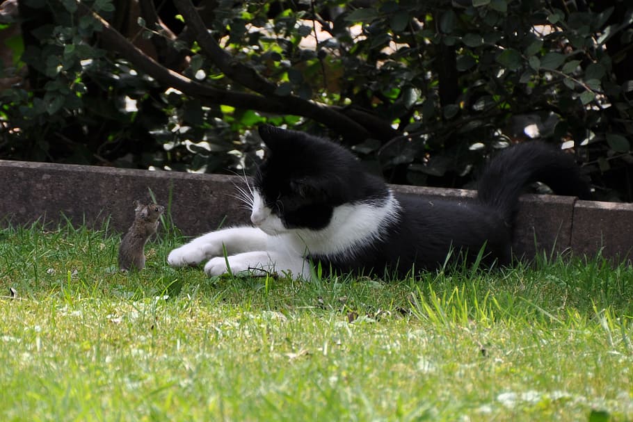 black, white, cat, lying, front, mouse, catch, hunting, play, animal