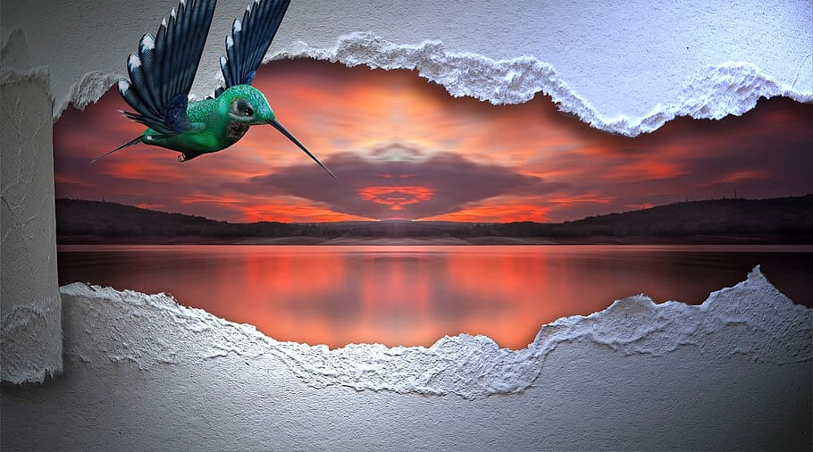 volando, verde, pintura de aves, bienvenido, paraíso, resplandor crepuscular, lago, paisaje, avance, colibrí