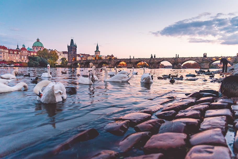 Hermosa, hermosa puesta de sol, Sunset Panorama, cisnes, puente de Carlos, Praga, animales, arquitectura, otoño, puente