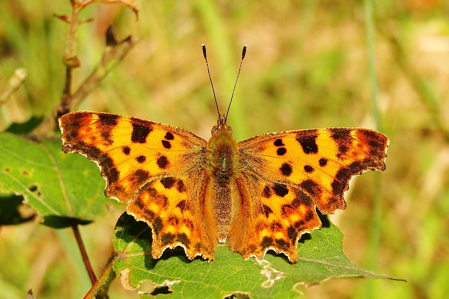 Бабочка крапчатый Арлекин. Дневные бабочки. Оранжевые бабочки в природе. Пятнистая бабочка коричневая. Дневная бабочка сканворд