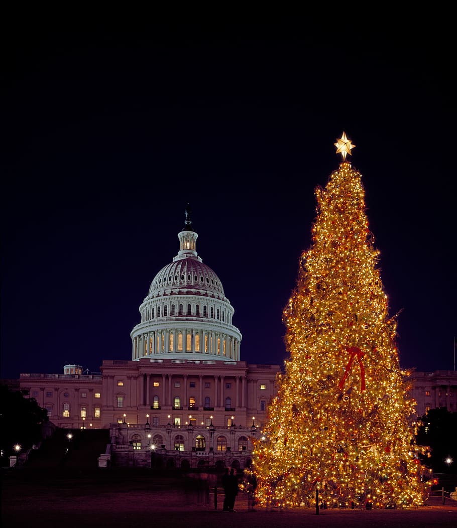lighted, next, parliament building, Christmas tree, building, capital, photos, government, holiday, lighted christmas tree