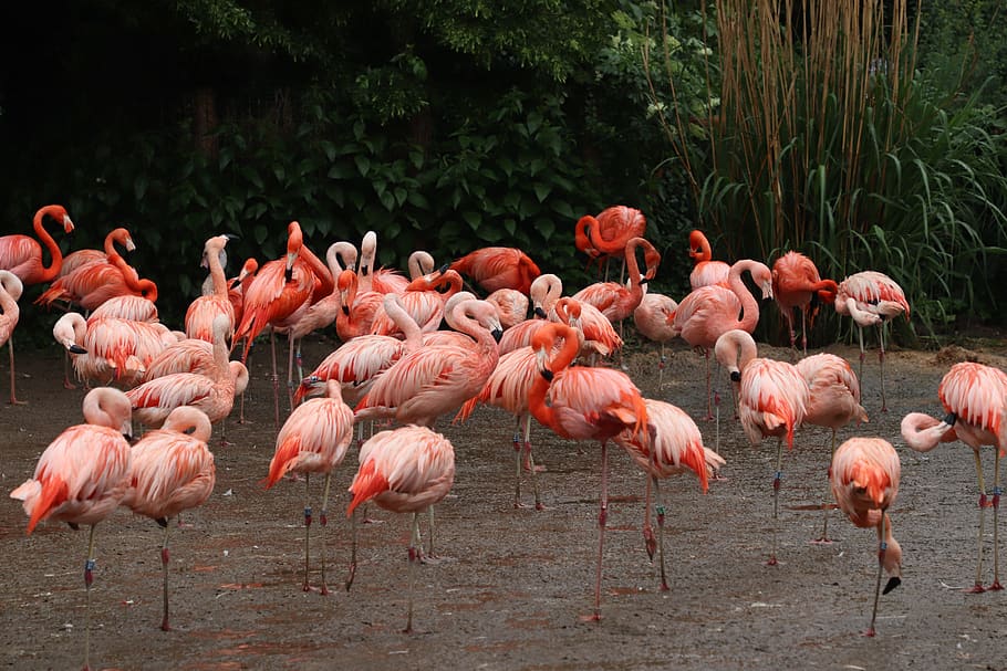flamingo, praga, zoológico, animais, bela, natureza, paisagem, checo, pássaros, rosa